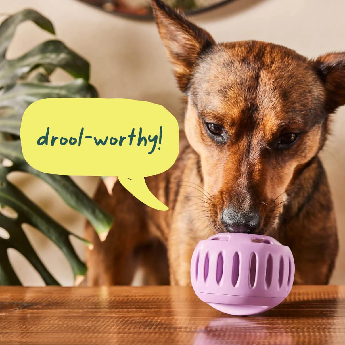 The Pupsicle – Keep Your Dog Calm & Busy For Hours